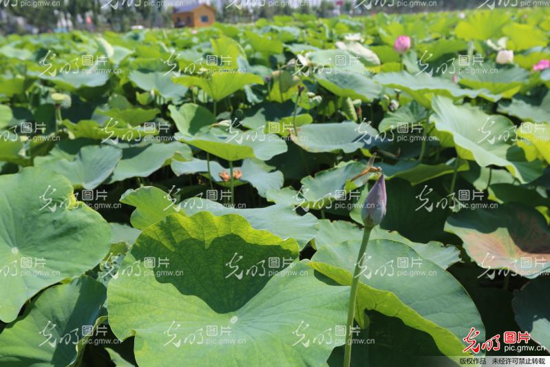 浦南镇gdp_海州区浦南镇徐飞