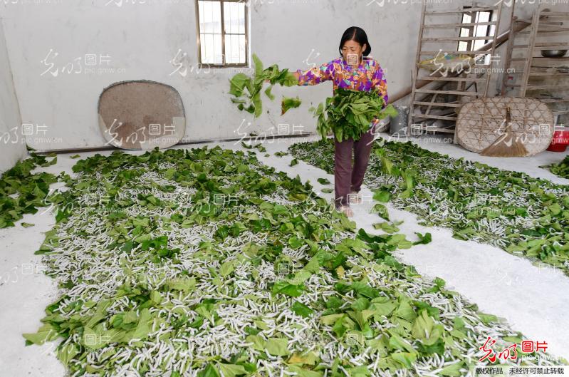 江苏沭阳2020桑墟镇g_沭阳学区房划分2020(3)