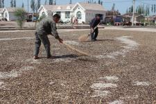 新疆优质打瓜籽俏销内地_新闻