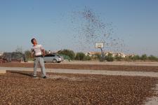 新疆优质打瓜籽俏销内地_新闻