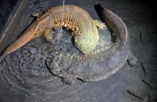 大鲵养殖:洞穴里的致富经_宋文