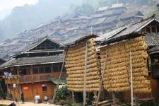 贵州从江:侗寨糯禾丰收禾晾成景入画_颜闽航