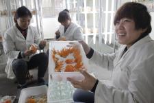 工人正在查看蚕虫草生长情况