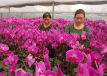 江苏灌南打造美丽经济_王小云