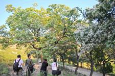 流苏树花开皎如雪