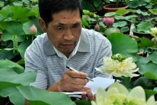 江苏盐城:人工杂交育出罕见绿荷花_蒋兴邦