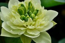 江苏盐城:人工杂交育出罕见绿荷花_蒋兴邦