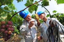 安徽来安:冒高温安装线路 助果农抗旱保收_新