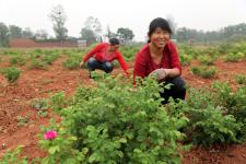 河南宝丰山区种上了玫瑰花迷迭香助民致富