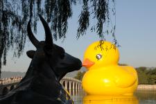 风靡世界大黄鸭亮相北京颐和园_新闻