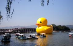 大黄鸭亮相昆明湖 开始颐和园之旅(1\/8)
