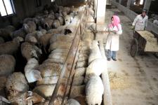 甘肃畜牧业纯收入超千元 张掖甘州安阳肉羊养