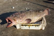 舟山渔民捕获特大野生海鲫鱼_新闻--社会_ 光明图片