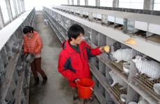 沂蒙大学生夫妻养兔创业_杜昱葆