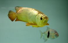 南京一水族馆惊现天价龙鱼_新闻