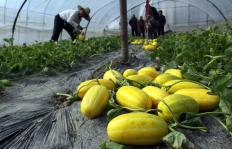 浙江嘉善:黄金瓜上市