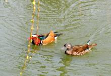 苏州:鸳鸯戏春水