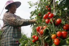 广西百色:圣女果热销 _韦万忠