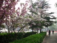 河南安阳:景观大道花树开_第四届百姓故事摄