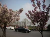 河南安阳:景观大道花树开_第四届百姓故事摄