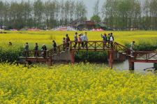 江苏省兴化千垛菜花风景区:花海与人海交织
