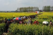 江苏省兴化千垛菜花风景区:花海与人海交织