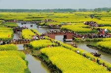 江苏省兴化千垛菜花风景区:花海与人海交织