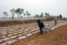 河南南召:抢墒种花生_吴正伟