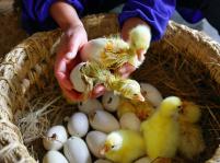 勤劳致富的养鹅女_民生影像--第二届公益福