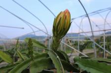 火龙果在江西宜春开花结果了_彭小榕