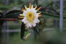 火龙果在江西宜春开花结果了_彭小榕