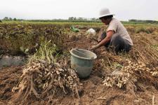 江苏赣榆:金秋时节花生喜丰收