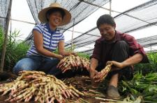安徽铜陵白姜丰产丰收_过仕宁