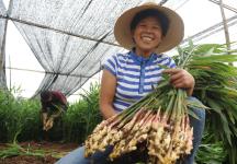 安徽铜陵白姜丰产丰收_过仕宁