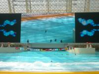 成都环球中心周年庆 海洋乐园乐翻游人_新闻