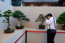 北京:现代中国盆景名家作品首次在园博馆亮相