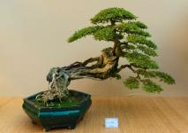 北京:现代中国盆景名家作品首次在园博馆亮相