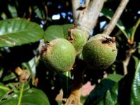 云南干渴的枇杷盼雨水_朱平