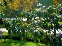 云南干渴的枇杷盼雨水_朱平