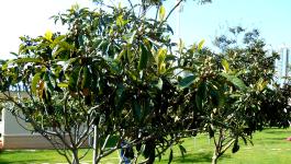 云南干渴的枇杷盼雨水_朱平