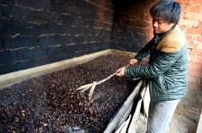 安徽亳州:土元特色养殖促农致富