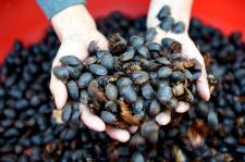 安徽亳州:土元特色养殖促农致富