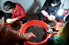 安徽亳州:土元特色养殖促农致富_新闻