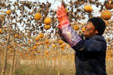 安徽铜陵吊瓜丰收带动农民致富_新闻