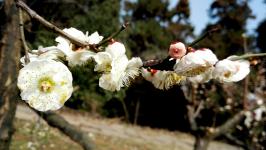 南京:梅艳芬芳 _新闻