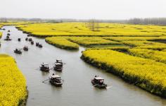 江苏泰州风景区霸王花开似海游人如织v霸王美剑攻略英雄传油菜图片