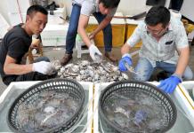 江苏赣榆海鲜市场热卖火爆_朱代桂