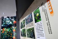 湖北宜昌:三峡柑橘博物馆即将开馆迎客