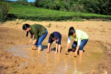 湖北宜昌:乡村捉泥鳅 童趣乐无边