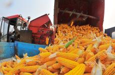 我国小麦玉米等作物价格企稳回升